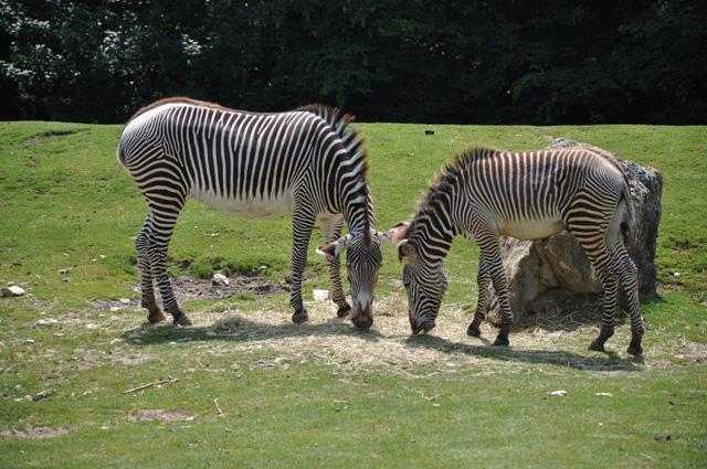 min 2013 07 06 beauval 086